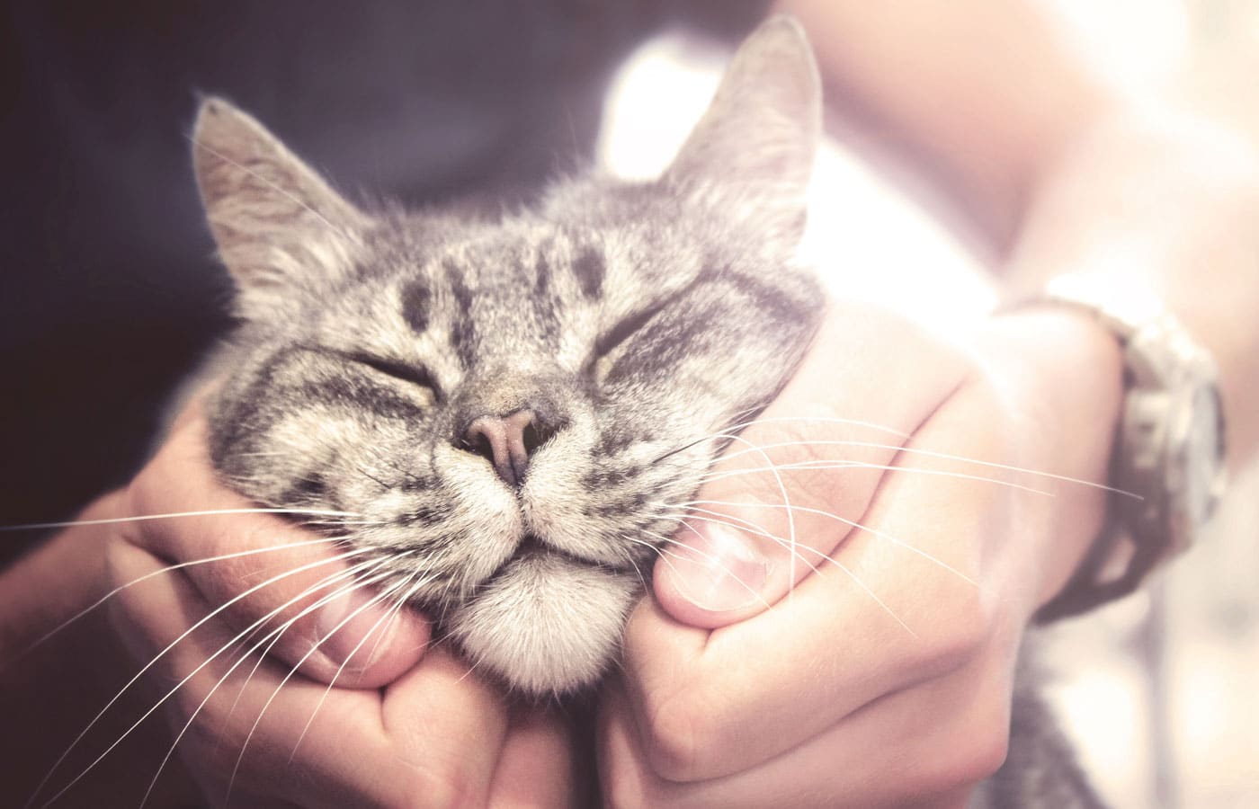 lovely cat in human hands, vintage effect love for the animals