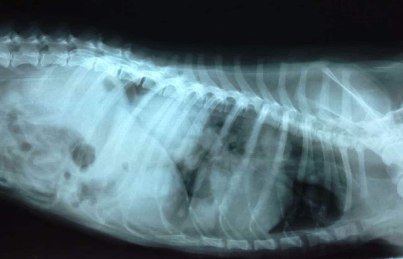 X ray image of the dog