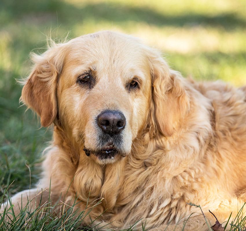 A golden retriever with a thick, wavy coat lies on grass outdoors, looking calmly at the camera. The background is softly blurred with green hues.