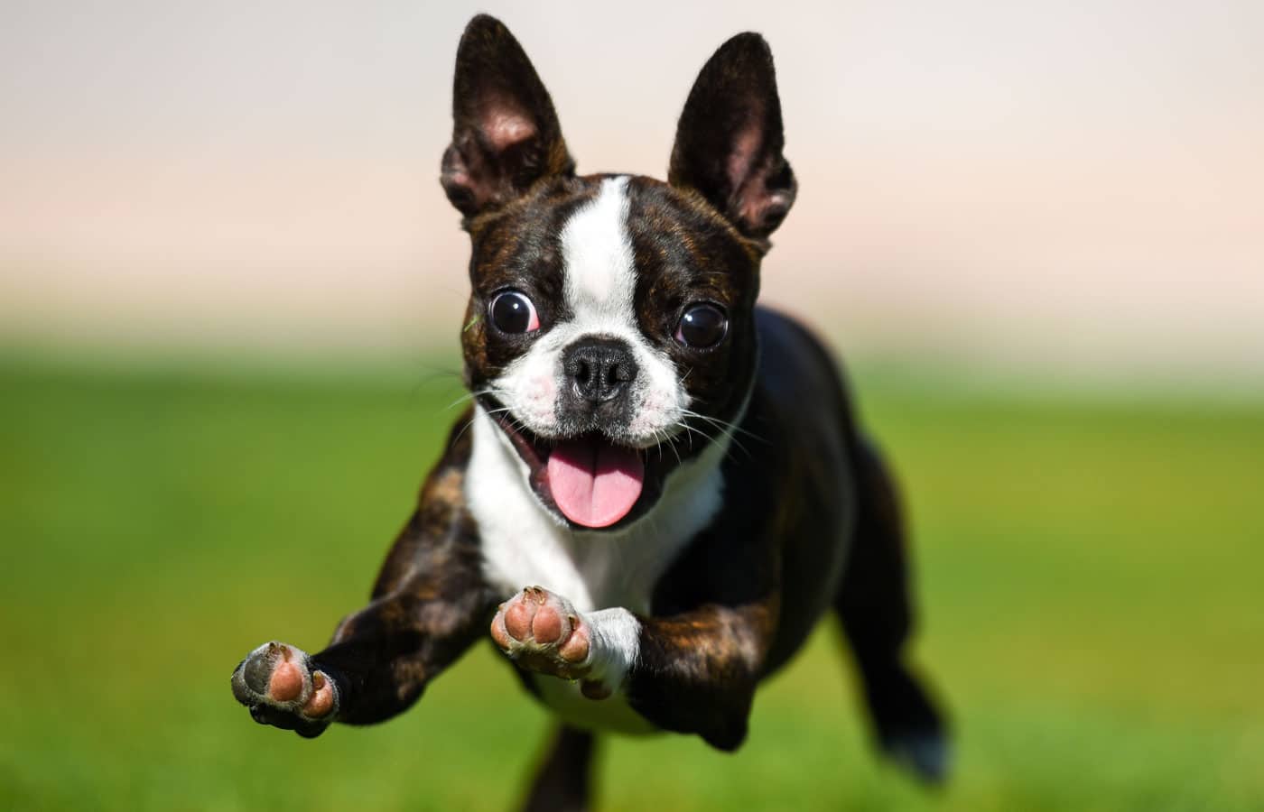 Boston terrier puppy running through the yard
