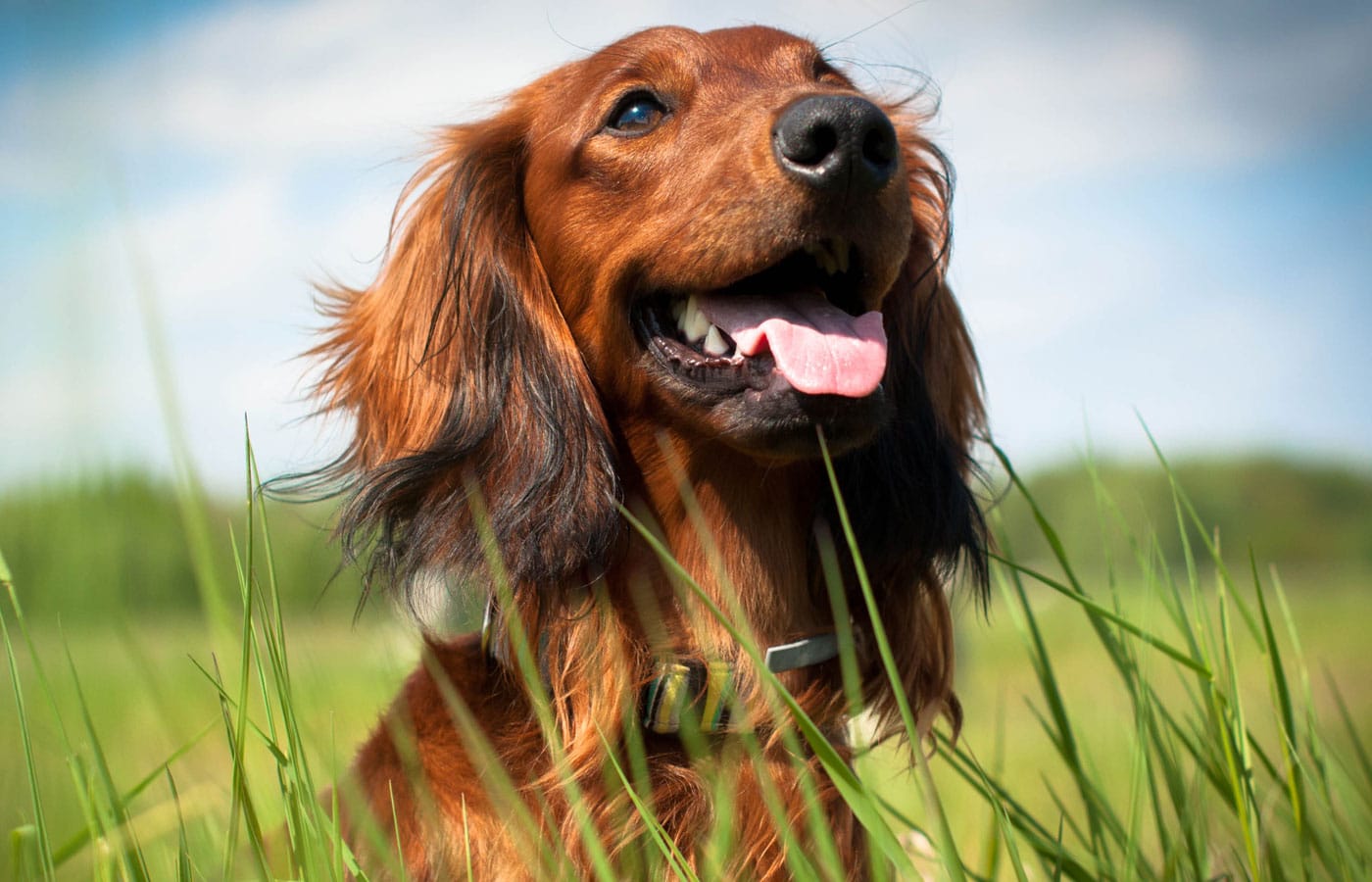 dachshund
