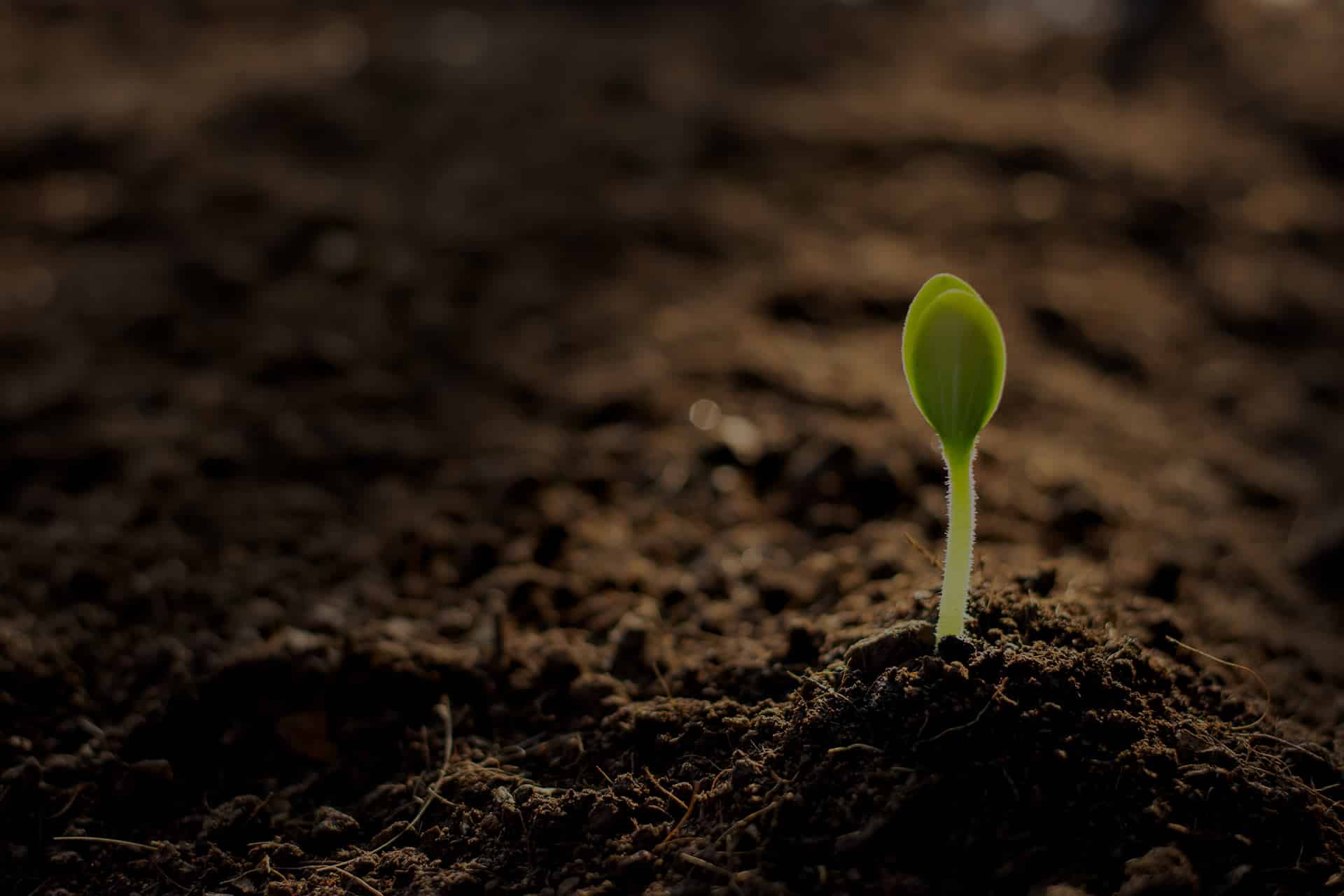 A single green seedling sprouts from dark, rich soil. The background is out of focus, emphasizing the small plant and the textured earth around it. The lighting creates a serene and hopeful atmosphere, reminiscent of a veterinarian nurturing new life with gentle care.