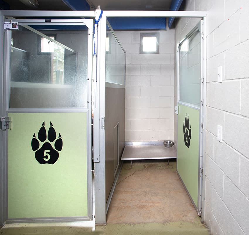 A clean animal kennel with a metal frame, green lower panels featuring a black paw print with the number 5, and a white upper section. Inside, there's a raised platform with a metal food bowl. The kennel, often used by veterinarians, has a window and concrete flooring.