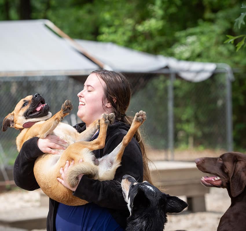 A woman, possibly a veterinarian, smiles while holding a tan dog with a collar, which seems to be enjoying being carried. Two other dogs, one black-and-white and the other brown, stand nearby looking in their direction. The background features an outdoor area with green foliage and a chain-link fence.