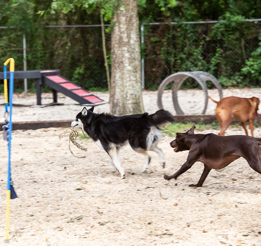 A husky carries a toy while being chased by a brown dog in a sandy play area with agility equipment, including a ramp and tire obstacles. Nearby, another brown dog observes near the fence and trees, as if awaiting its turn or perhaps looking for the vet who frequents this lively space.