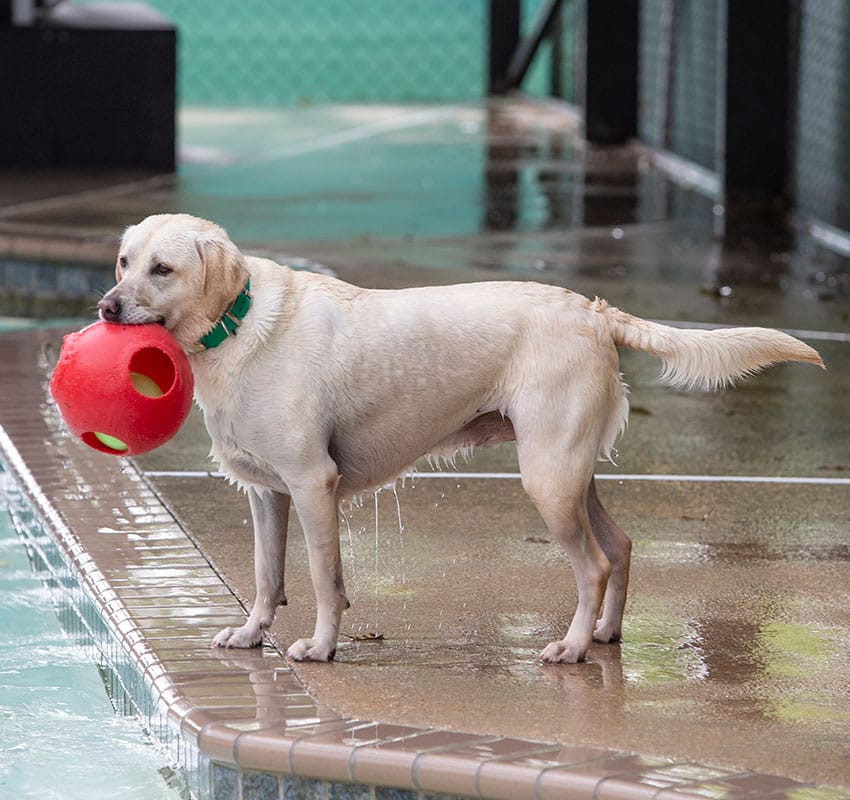 A wet Labrador Retriever stands on the edge of a swimming pool with a large red ball in its mouth. The dog is looking away from the camera, and a light green collar is around its neck. The ground around the pool appears wet, indicating recent activity in the pool, perhaps after a visit to the vet for some check-ups.