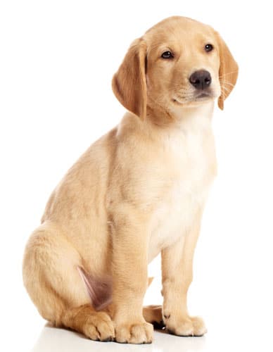 A light golden retriever puppy with floppy ears and a soft expression sits against a plain white background, looking directly at the camera. With its short and smooth fur, the puppy could easily charm any veterinarian during its first check-up.