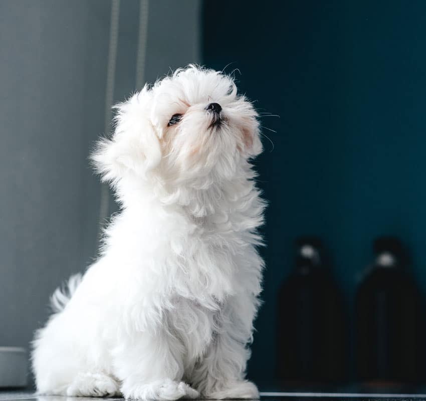 A small, fluffy white dog with curly fur sits on a shiny floor, looking upwards. The background is blurred, featuring dark and light areas with some indistinct objects. The dog appears content and well-groomed, perhaps just back from a visit to the vet.