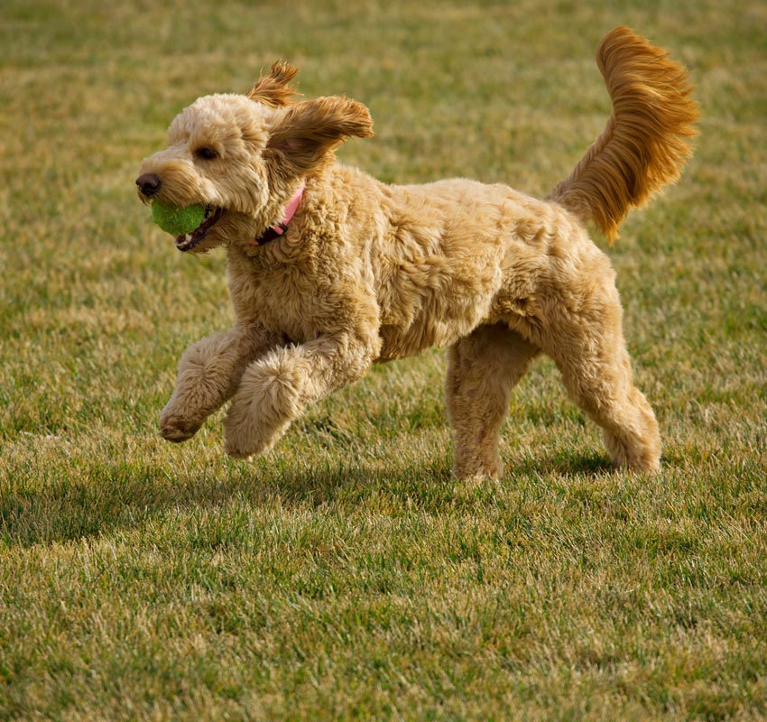 A fluffy, light brown dog with a pink collar runs joyfully across a grassy field with a green tennis ball in its mouth. The dog's ears are flapping and its tail is mid-wag, capturing a sense of motion and excitement, as if heading to visit the vet for a playful check-up.