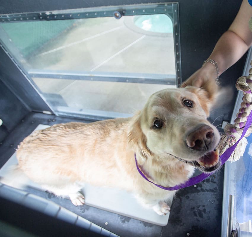 A Golden Retriever stands happily on a platform, looking up at the camera with its mouth slightly open. The dog has a purple leash held by a person whose arm is partially visible. The background shows a window revealing an outdoor area, possibly at the vet's office.
