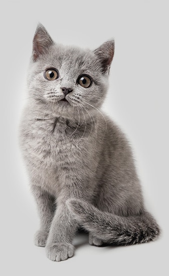A cute gray kitten with large, round eyes and soft fur sits against a plain light background, looking curiously at the camera. The kitten's tail wraps around its paws, and its ears are perked up, as though it’s ready for a visit to the vet.