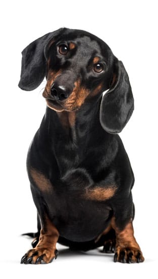 A black and tan Dachshund dog sits against a white background. With its head tilted to the side, it has a curious expression with big, dark eyes looking directly at the camera, just like how it would gaze at a veterinarian during a check-up. Its ears hang down close to its cheeks.