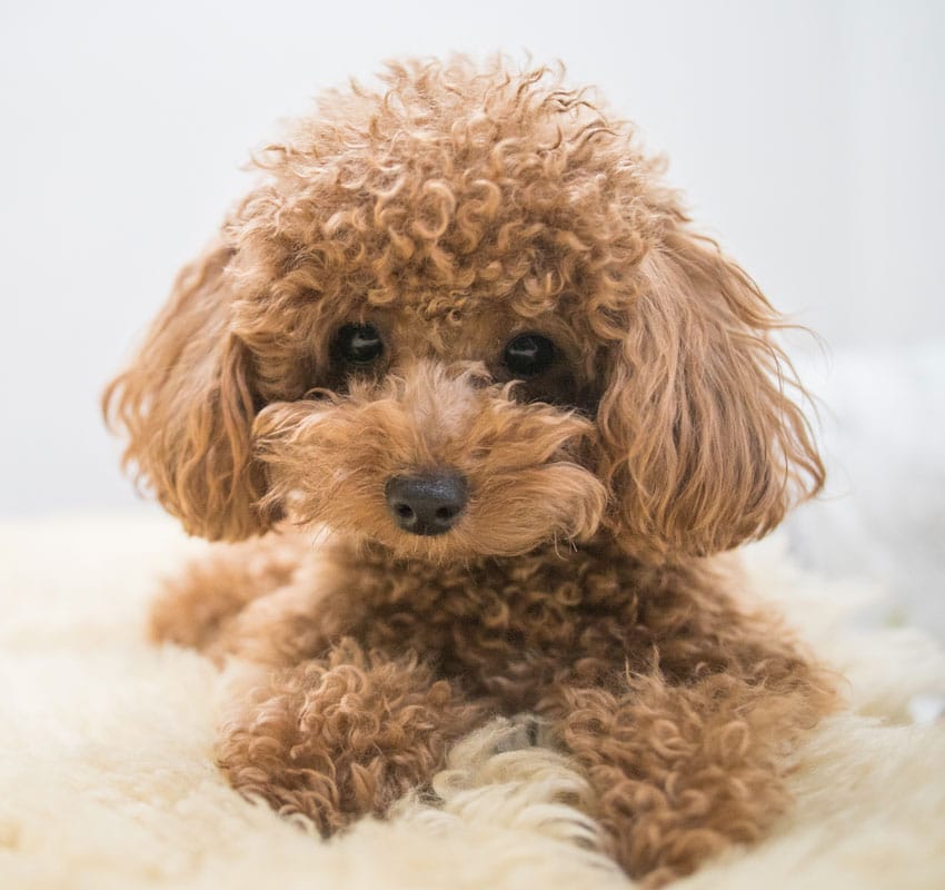 A small, curly-haired brown poodle lies on a fluffy white blanket, looking directly at the camera with big, dark eyes. The dog's curly fur covers its ears and face, giving it a cute and fluffy appearance—almost as if it's posing for a photo at the veterinarian's office. The background is soft and out of focus.