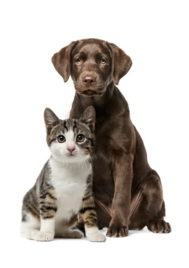 A brown Labrador puppy and a gray and white kitten sit side by side against a white background, looking like perfect companions ready for their first vet visit. The puppy gazes into the camera with a gentle expression, while the kitten sits attentively with its front paws together.