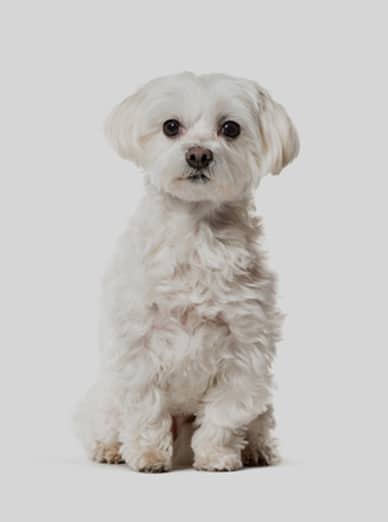 A small, white, fluffy dog with round, dark eyes and floppy ears sits against a plain gray background, looking directly at the camera. Its fur is slightly wavy, and it has a cute, gentle expression as if waiting for a visit to the veterinarian.